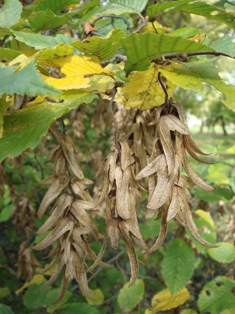 Carpinus betulus fruit